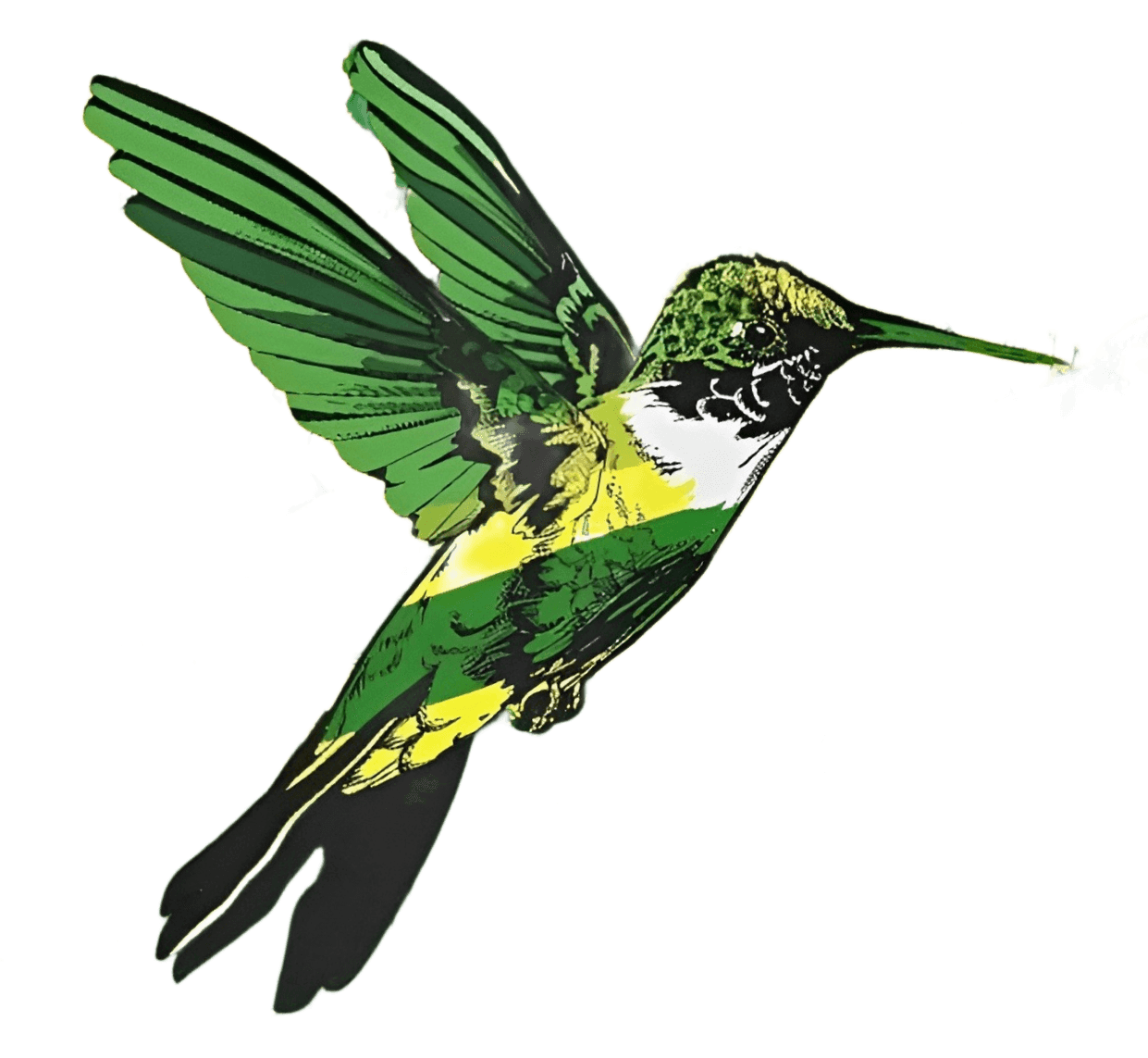 Colibri
