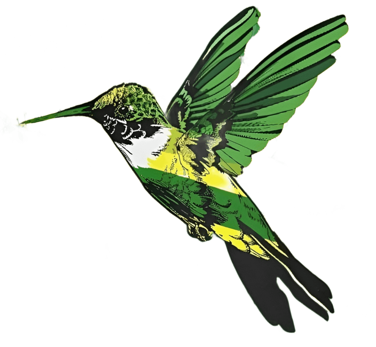 Colibri
